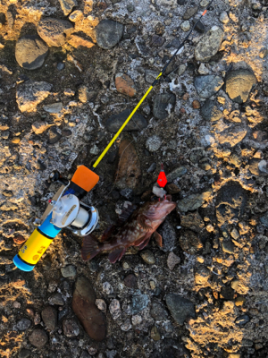 冬といえば穴釣り