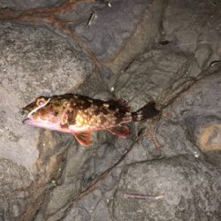 フロートメバリング壱ノ型