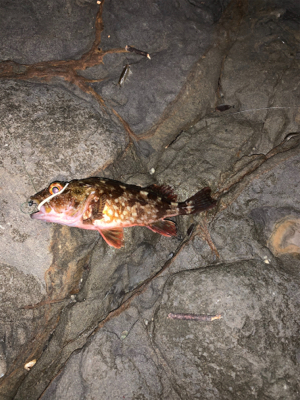 フロートメバリング壱ノ型