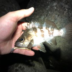 ガルプしばりメバリング