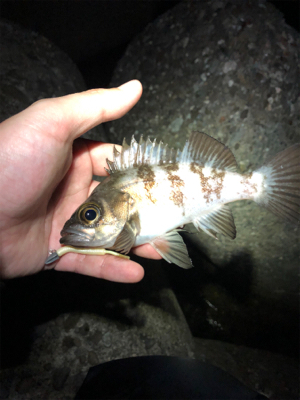 ガルプしばりメバリング