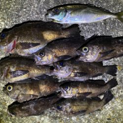 メバリング快調!