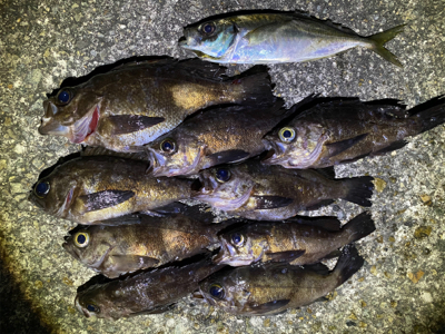 メバリング快調!