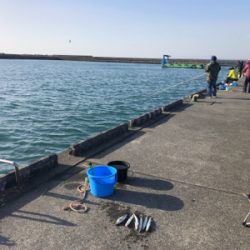 カマスとセイゴ