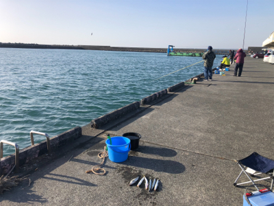 カマスとセイゴ