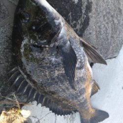 2021初フィッシュ!