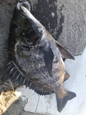 2021初フィッシュ！