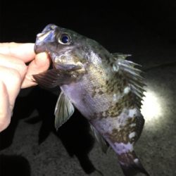 ライトゲームメバル