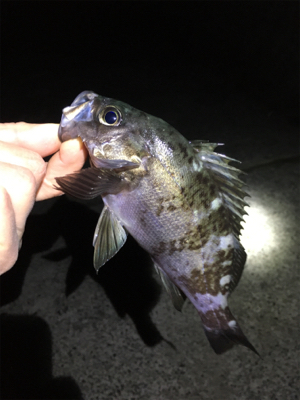 ライトゲームメバル