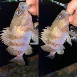 メバリング ‼️