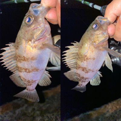 メバリング ‼️…