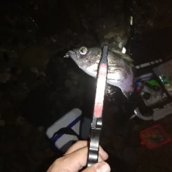 フロートメバリング