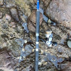 雪が降る程、寒いのにエソ釣果