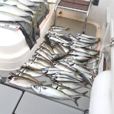 SOUTH(サウス)釣果