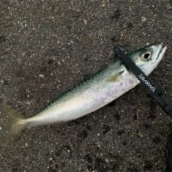 久しぶりの釣り