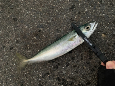 久しぶりの釣り