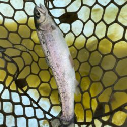 エリアトラウト