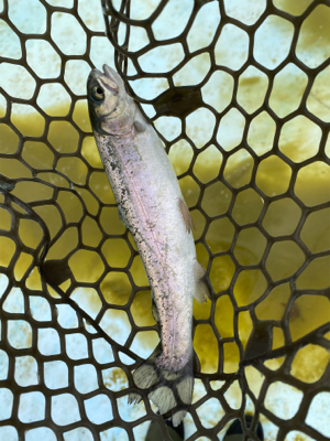 エリアトラウト