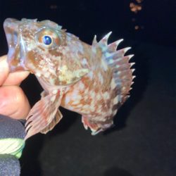 メバルいるの？