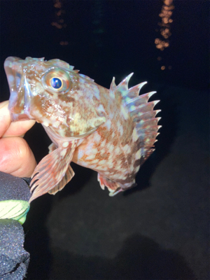 メバルいるの？