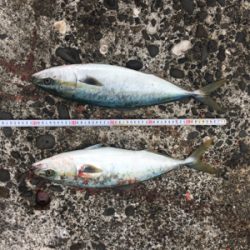 爆風の中、波をかぶりながらの鰤ならずヤズ祭り