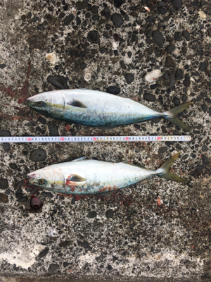 爆風の中、波をかぶりながらの鰤ならずヤズ祭り