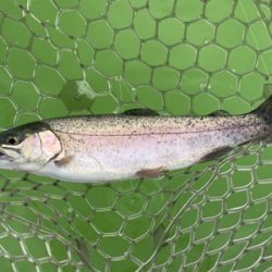 バースデートラウト