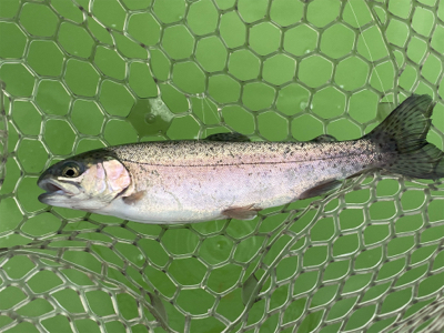 バースデートラウト