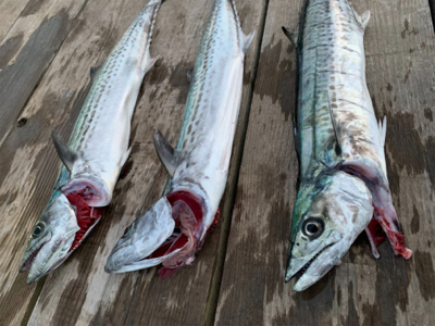 ナブラ撃ち！サゴシ！！