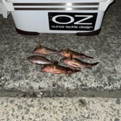 アジが見つからない