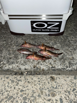 アジが見つからない