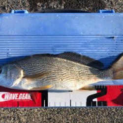 カマスとイシモチ