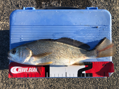 カマスとイシモチ