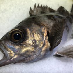 雪上メバリング