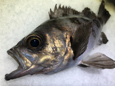 雪上メバリング