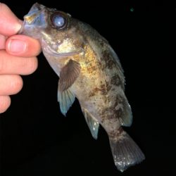 ロックフィッシュ