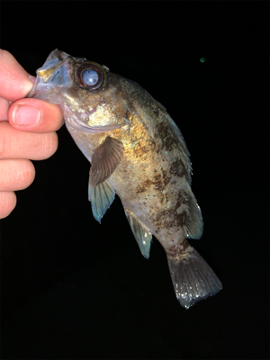 ロックフィッシュ