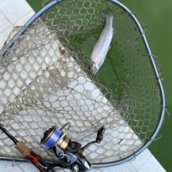 服部緑地　エリアトラウト