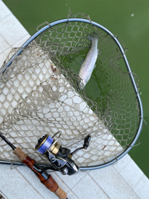 服部緑地　エリアトラウト