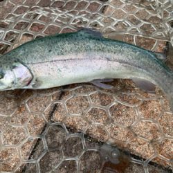 エリアトラウト