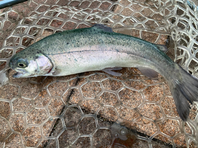 エリアトラウト