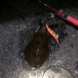 アオリイカを求めて！