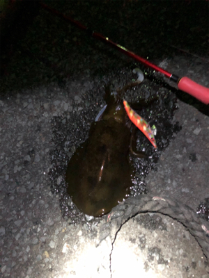 アオリイカを求めて！