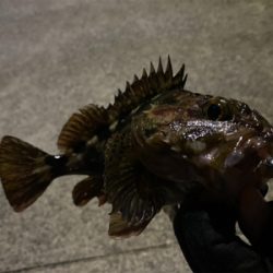 ライトゲーム‼︎