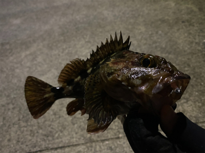 ライトゲーム‼︎