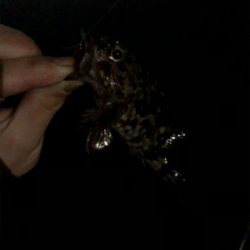 メバリング始めます