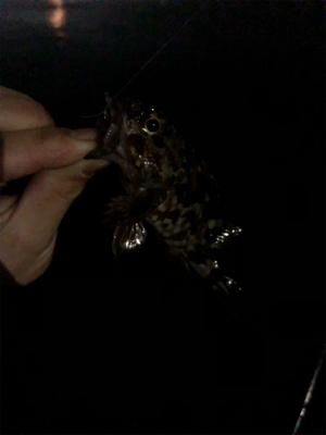 メバリング始めます