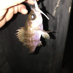 ガシラ　メバル