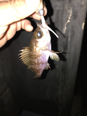 ガシラ　メバル