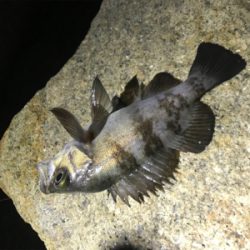 極寒メバリング